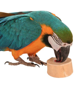 Jelly Cups Parrot Treat Holder